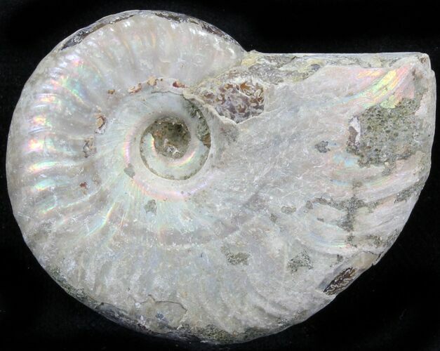 Silver Iridescent Ammonite - Madagascar #29869